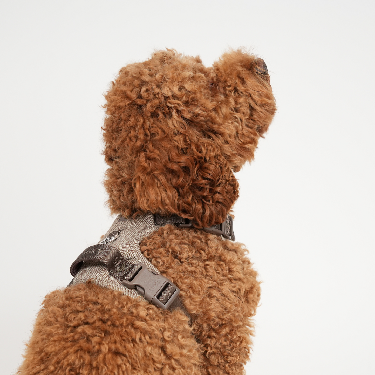 Elma Hundesele | Mocca
