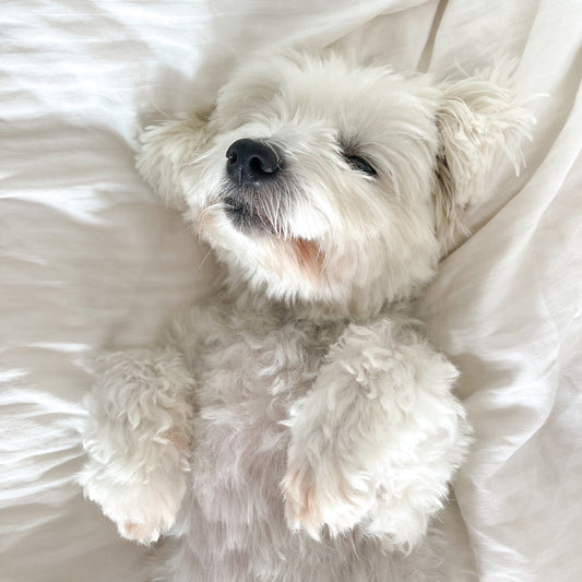 Hvid hund som ligger og sover i en hvid dyne