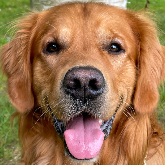 Brun hund som har tungen ude af munden