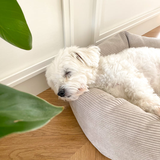 Hvid hund som ligger og sover i en naturfarvet hundeseng