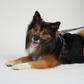 Elma Hundesnor | Dusty Blue