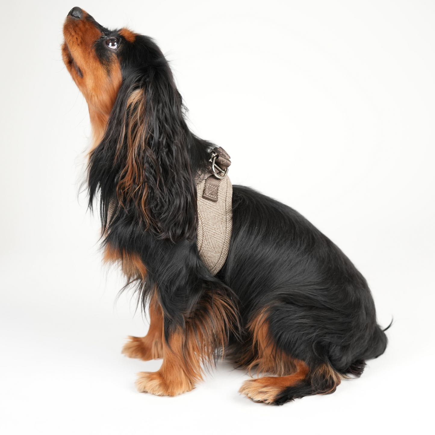 Saga Step-In Hundesele | Mocca