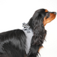 Saga Step-In Hundesele | Dusty Blue