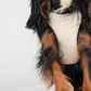Teddy Step-In Hundesele | Natur