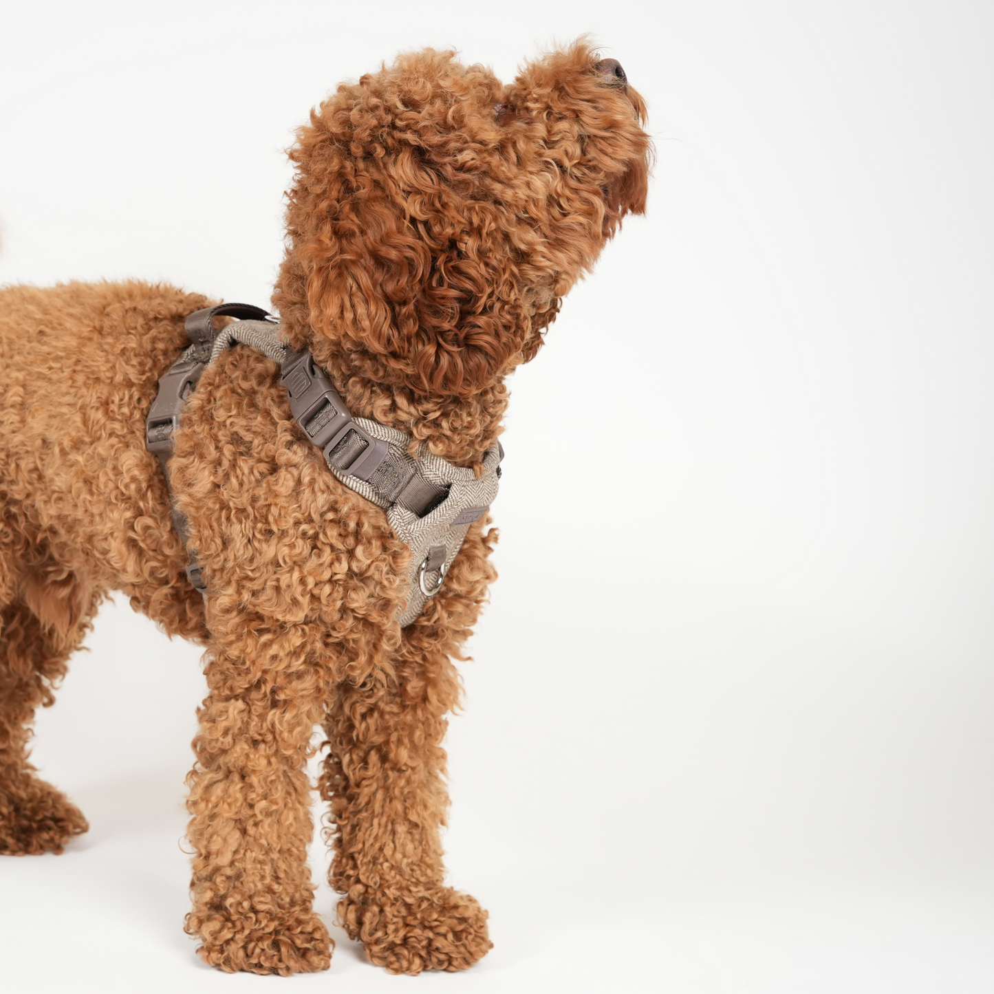 Elma Hundesele | Mocca