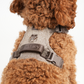 Elma Hundesele | Mocca