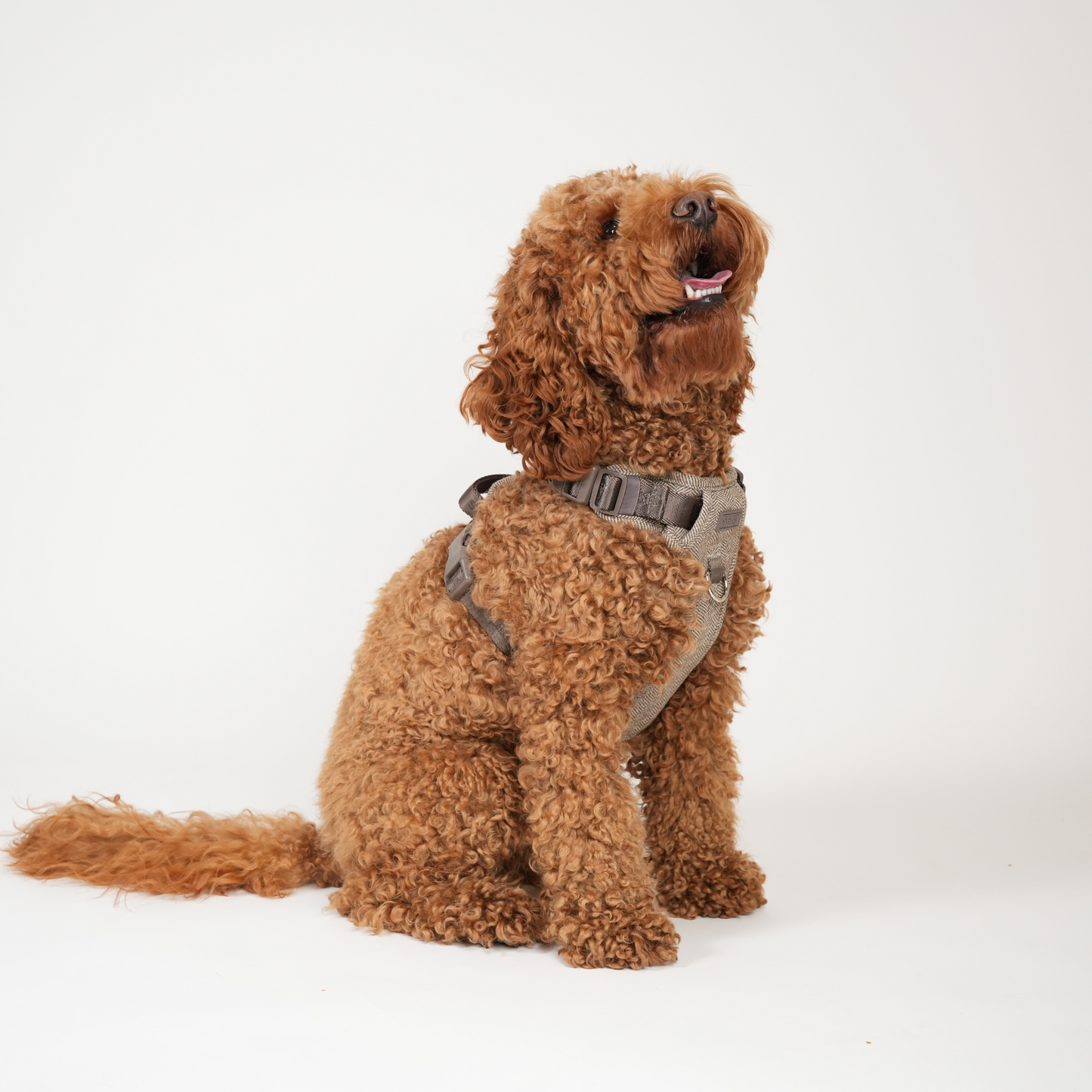 Elma Hundesele | Mocca