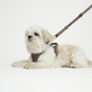 Håndfri Hundesnor, taupe