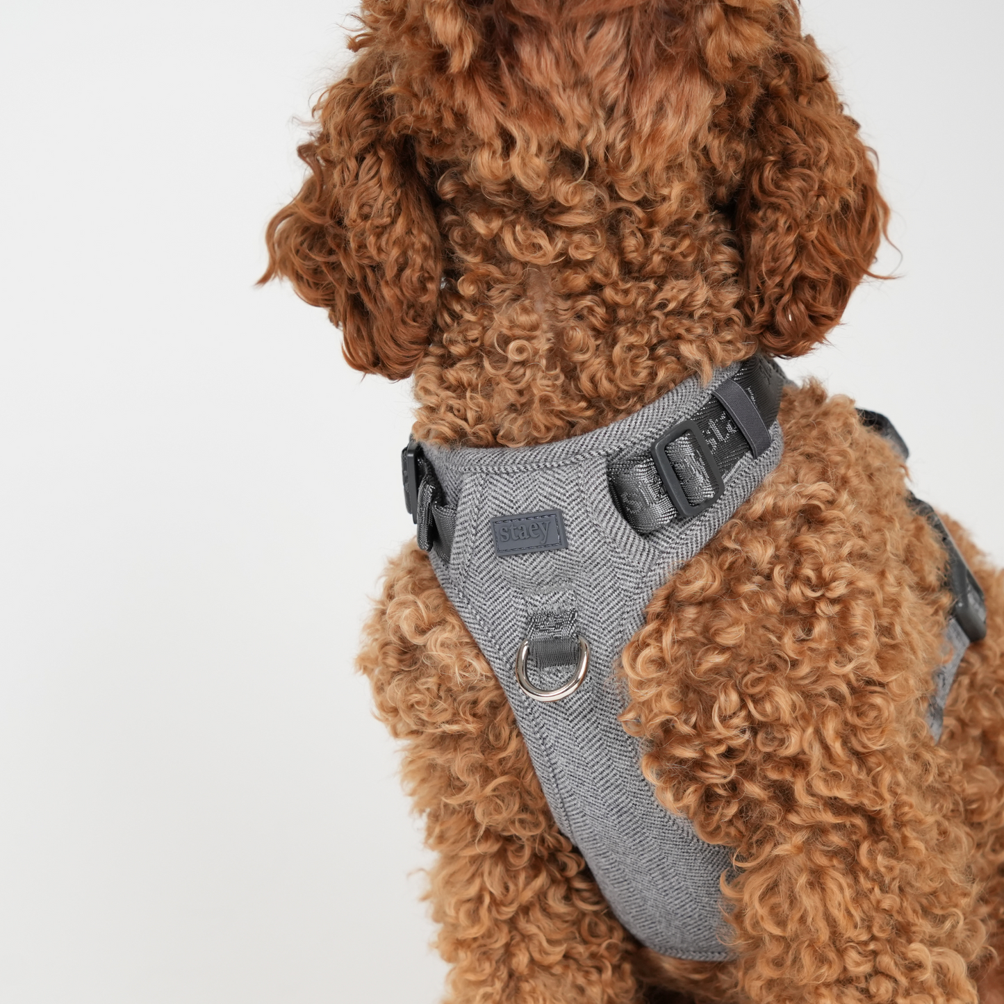 Elma Hundesele | Dusty Blue