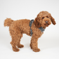Elma Hundesele | Dusty Blue