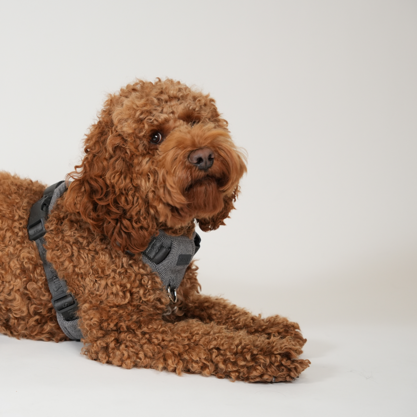 Elma Hundesele | Dusty Blue