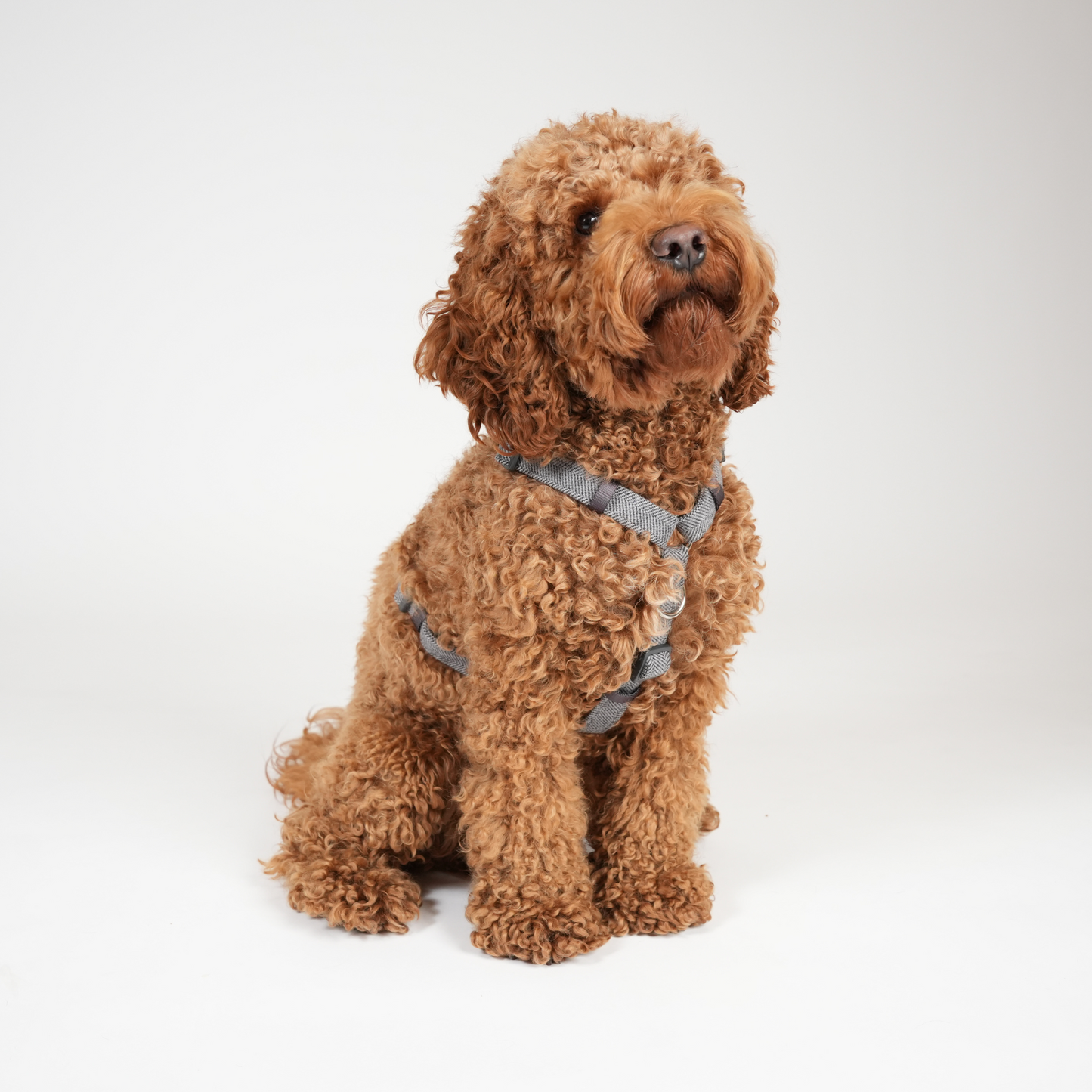 Tara H-Strap Hundesele | Dusty Blue
