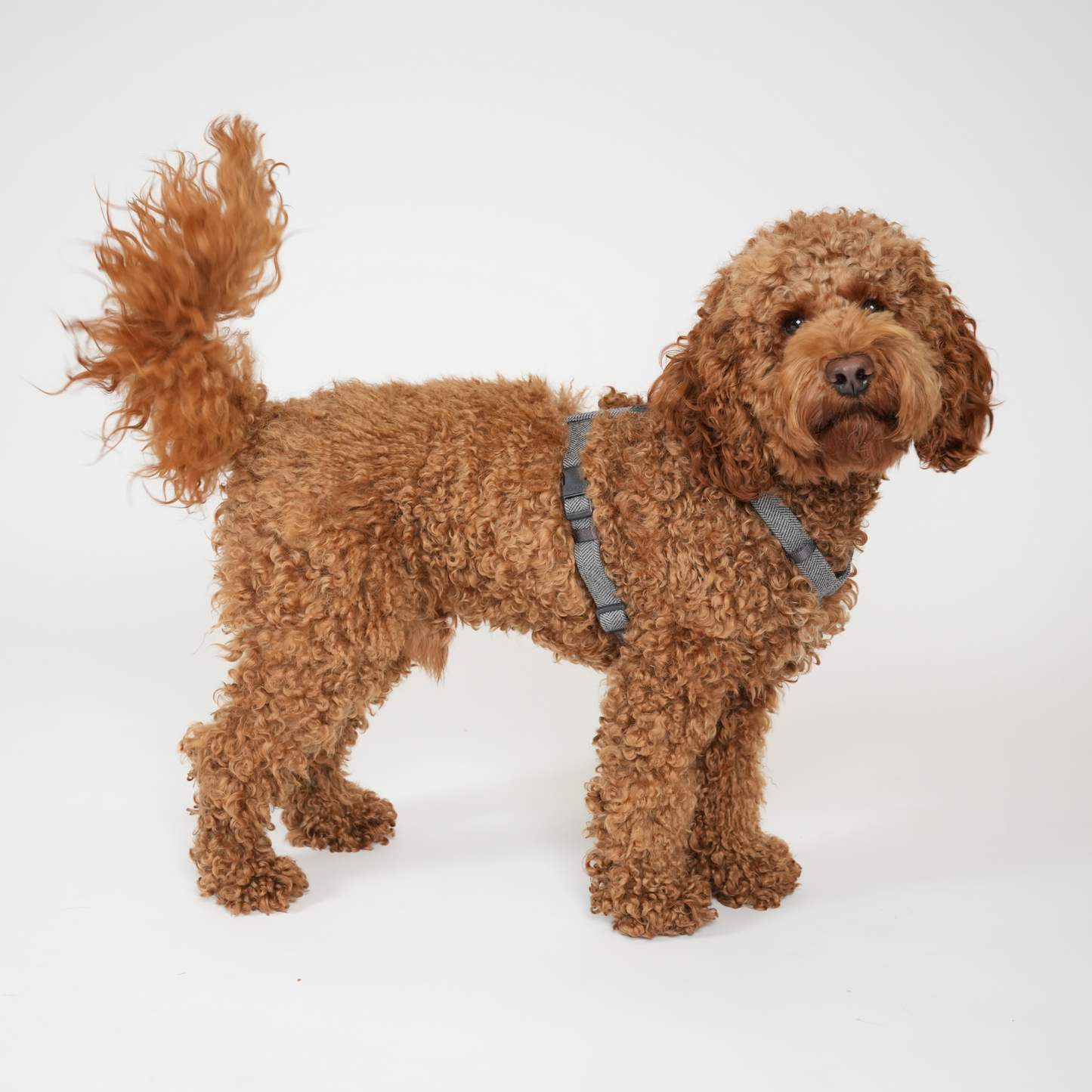 Tara H-Strap Hundesele | Dusty Blue