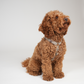 Tara H-Strap Hundesele | Mocca