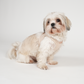 Saga Step-In Hundesele | Light Rose