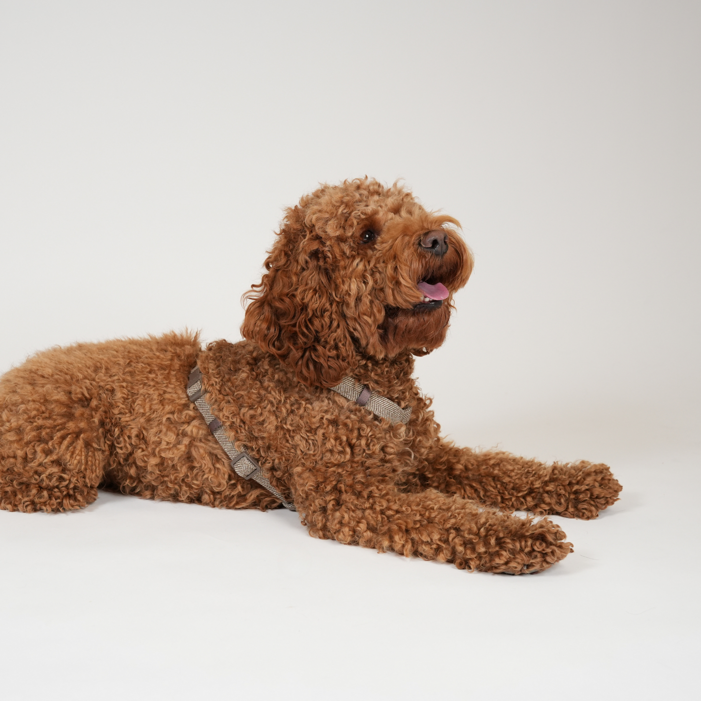 Tara H-Strap Hundesele | Mocca