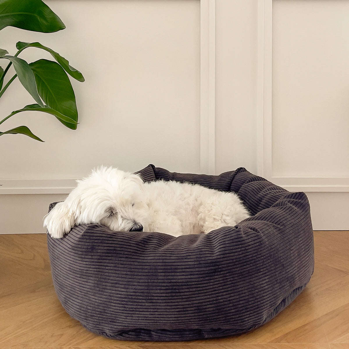 Staey, Hundeseng Luna | Brun