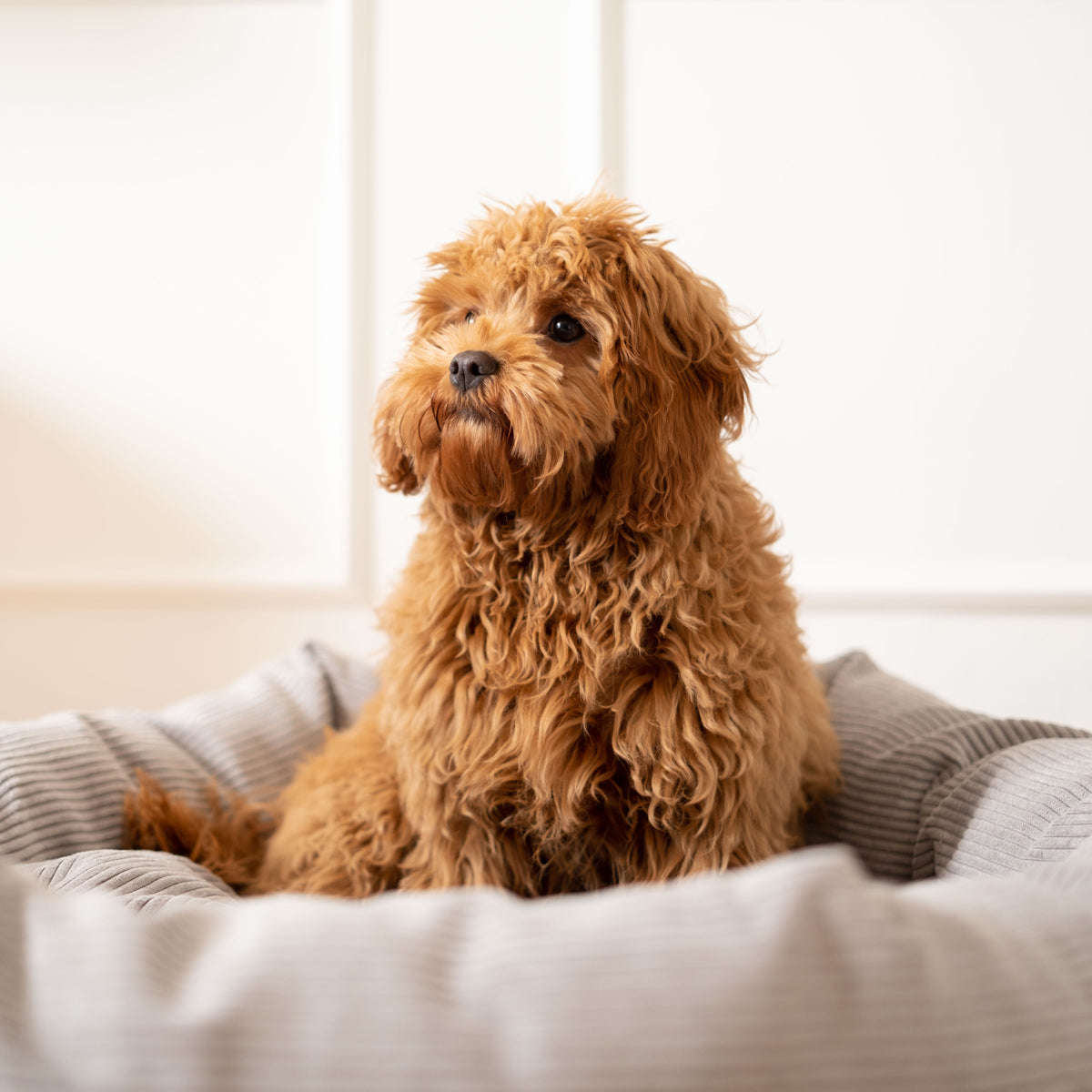 Staey, Hundeseng Luna | Mørkegrå