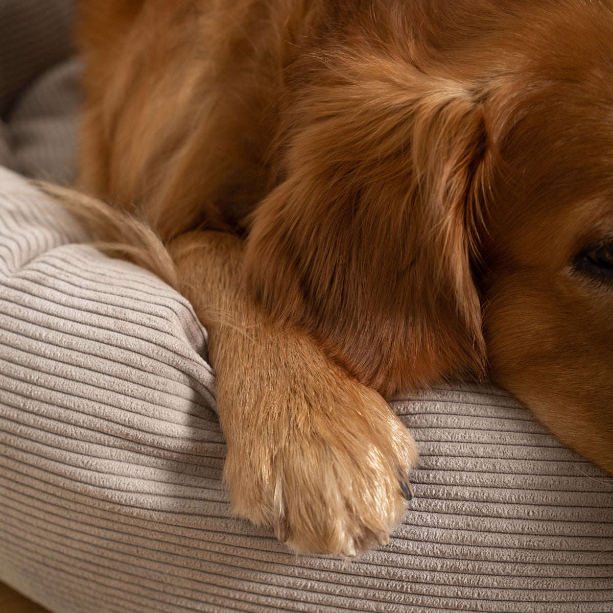 Staey, Hundeseng Luna | Natur