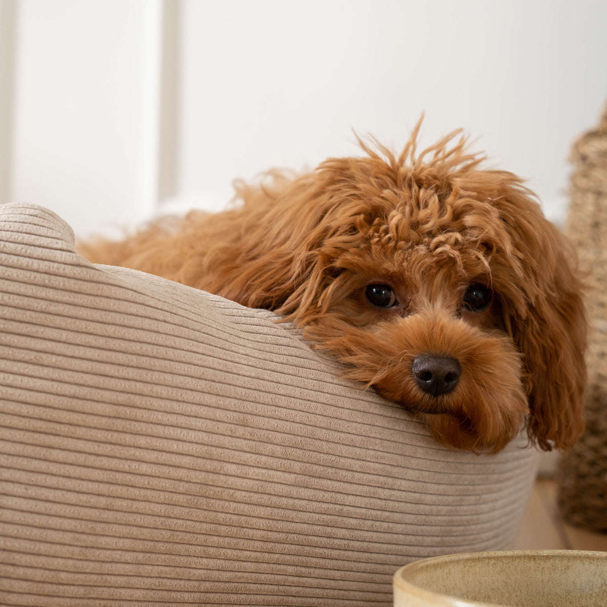 Staey, Hundeseng Luna | Natur
